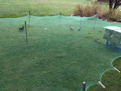 The chickens had some space to run around