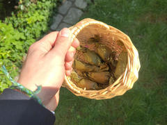 All of them in a basket
