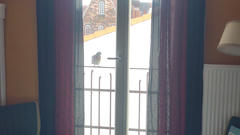 Eine Taube sitzt auf einem Geländer vor einer Glastür zu einem kleinen französischen Balkon, eingerahmt von dunklen Vorhängen, hinter dem im hellen Tageslicht die Backsteinhäuser der Altstadt zu sehen sind.