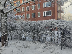 Eine winterliche Szene mit schneebedeckten Hecken und Bäumen vor einem Backsteinwohnhaus mit mehreren Fenstern. Die Gegend ist mit Schnee bedeckt, was auf einen frischen Schneefall hindeutet.