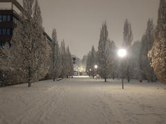 A snowy path lined with tall trees under soft evening lighting. The trees are covered in snow, and some streetlights illuminate the scene.