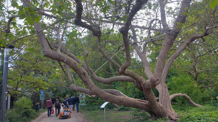Remember the other cool tree? Apparently they have them in Lüneburg as well.