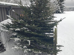 Ein gefällter Weihnachtsbaum wird in einen Kompostbereich mit Holzzaun und einem Gebäude im Hintergrund gestellt. Der Boden und die Bäume im Hintergrund sind mit einer dicken Schneeschicht bedeckt.