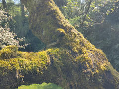 One of my eggs in the tree