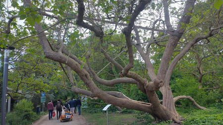 Remember the other cool tree? Apparently they have them in Lüneburg as well. Remember the other cool tree? Apparently they have them in Lüneburg as well.